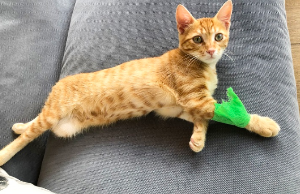 앞다리를 다친 고양이