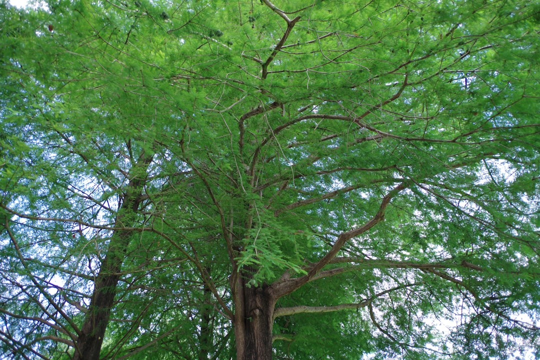 Cornus (the scientific name for the Japanese dogwood tree, which is prominently featured during the festival).