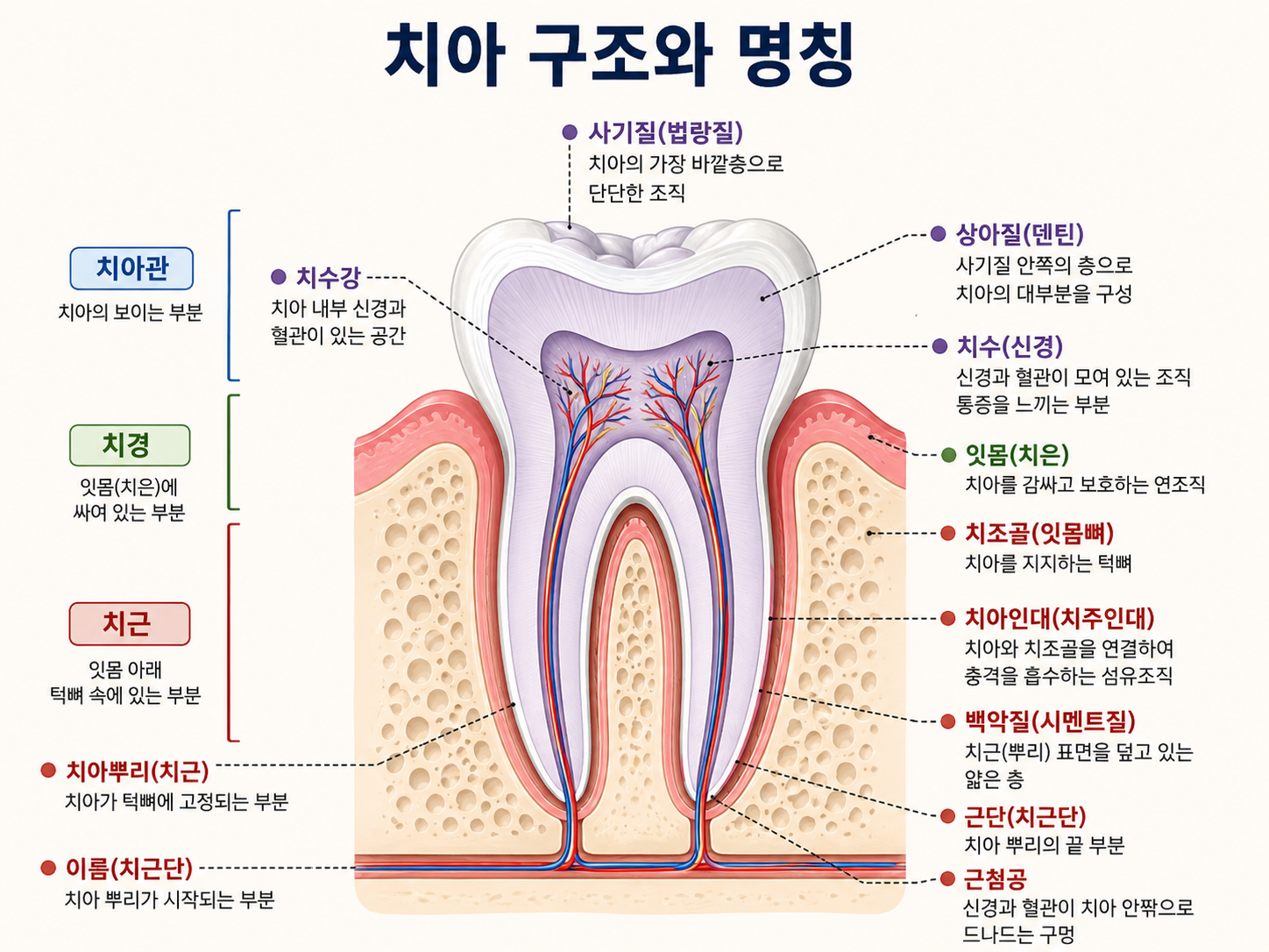 치아 구조와 명칭 정리