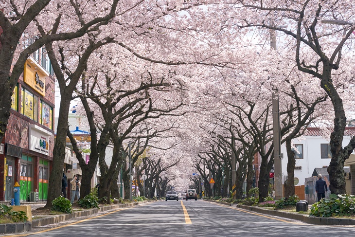 벚꽃 명소