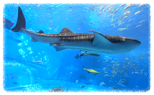 츄라우미 수족관