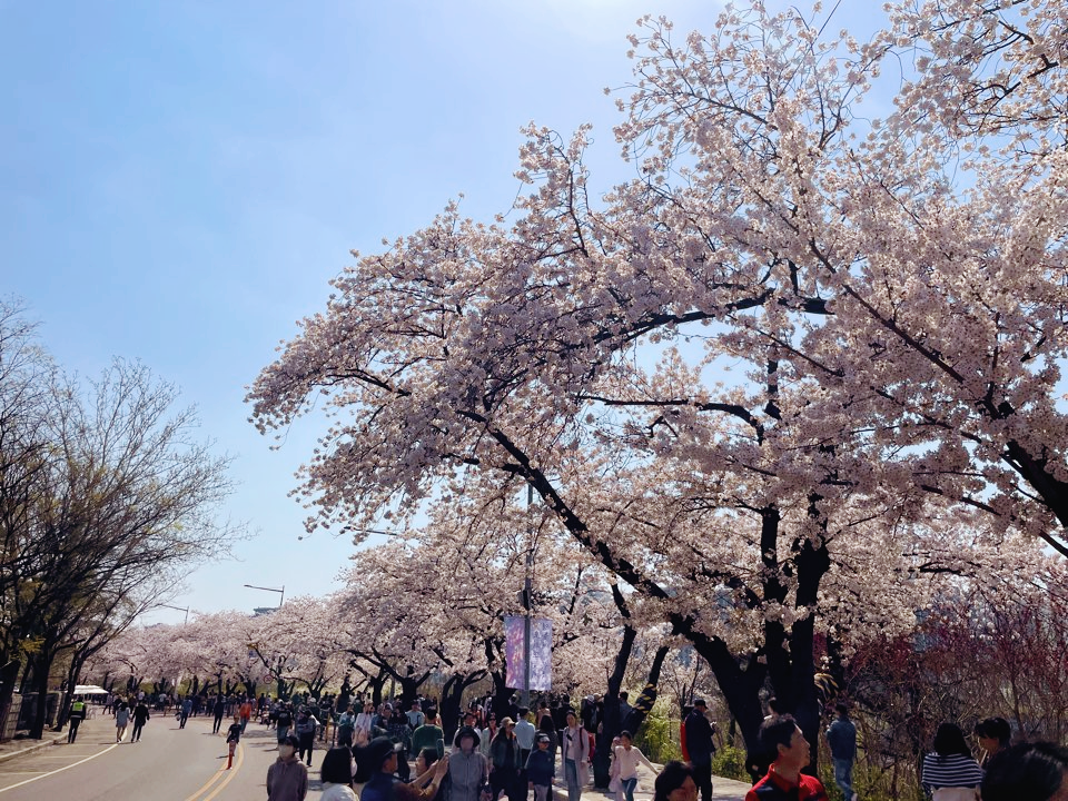 벚꽃