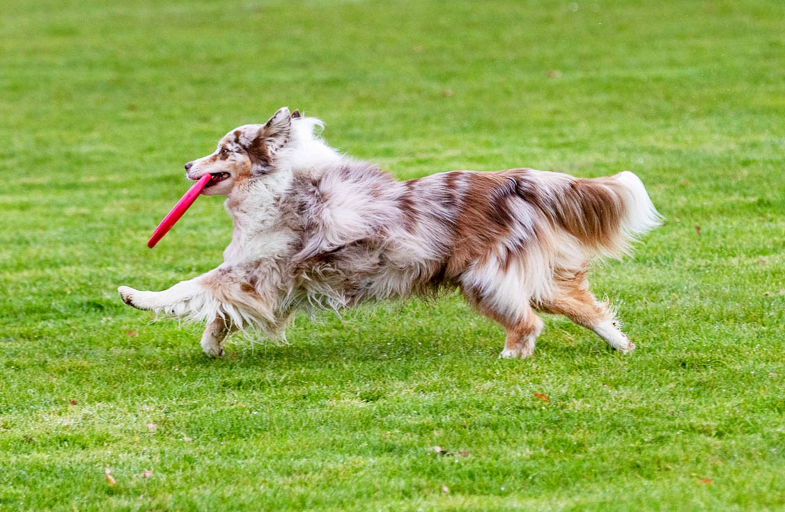 강아지 유치원의 놀이와 훈련 관련 사진