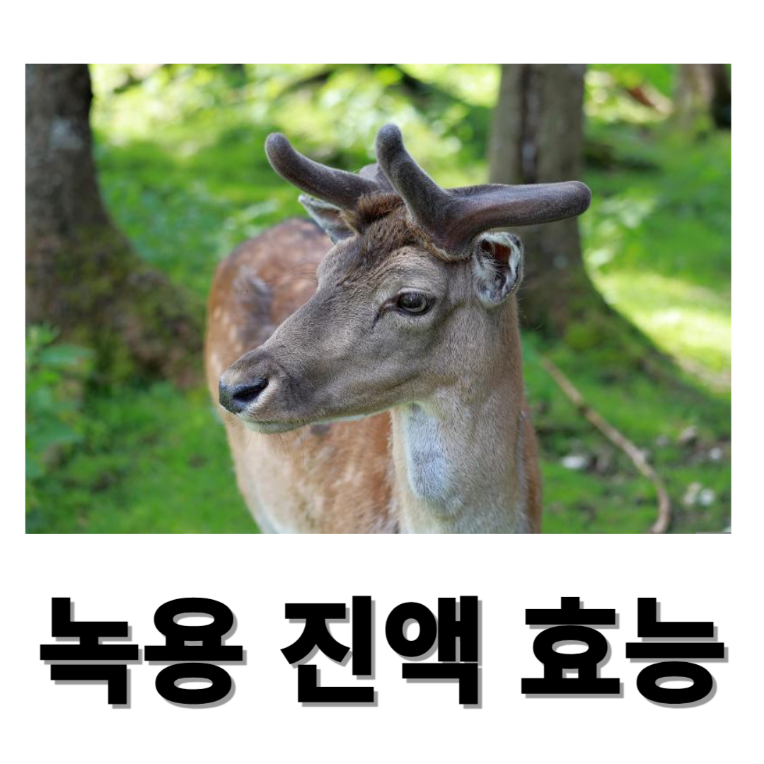 녹용과 관련된 사진입니다.