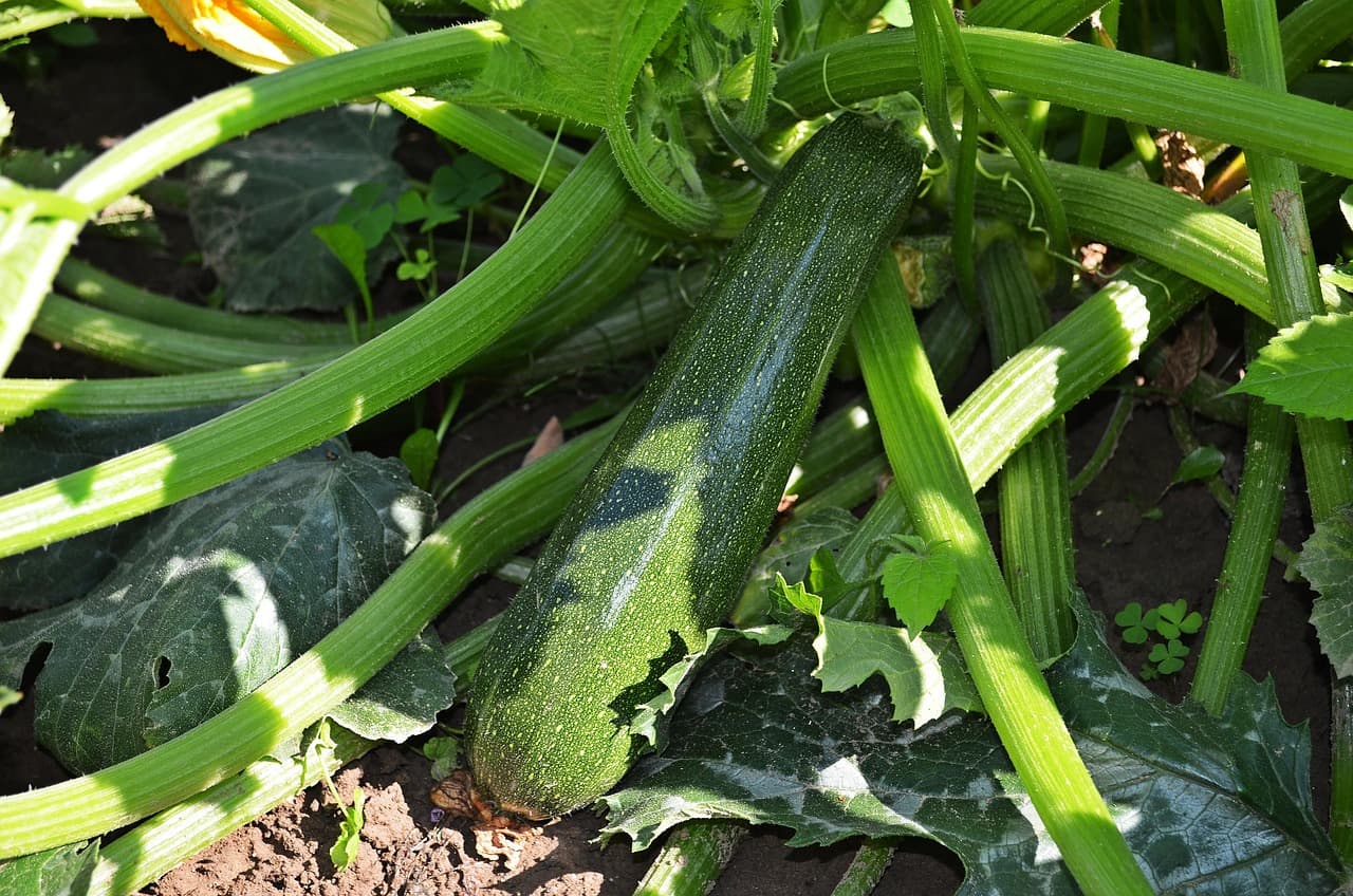 호박의 효능, 맛, 그리고 영양성분! 건강을 위한 완벽한 식재료