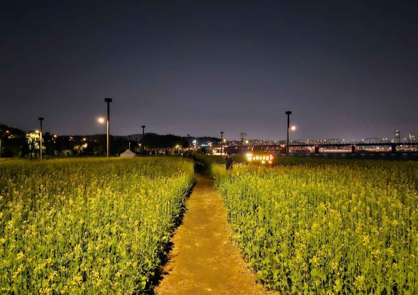 2024 서래섬 유채꽃 축제 주차장 정보, 무료셔틀버스(한강순환관람차)와 관련된 유채꽃 사진