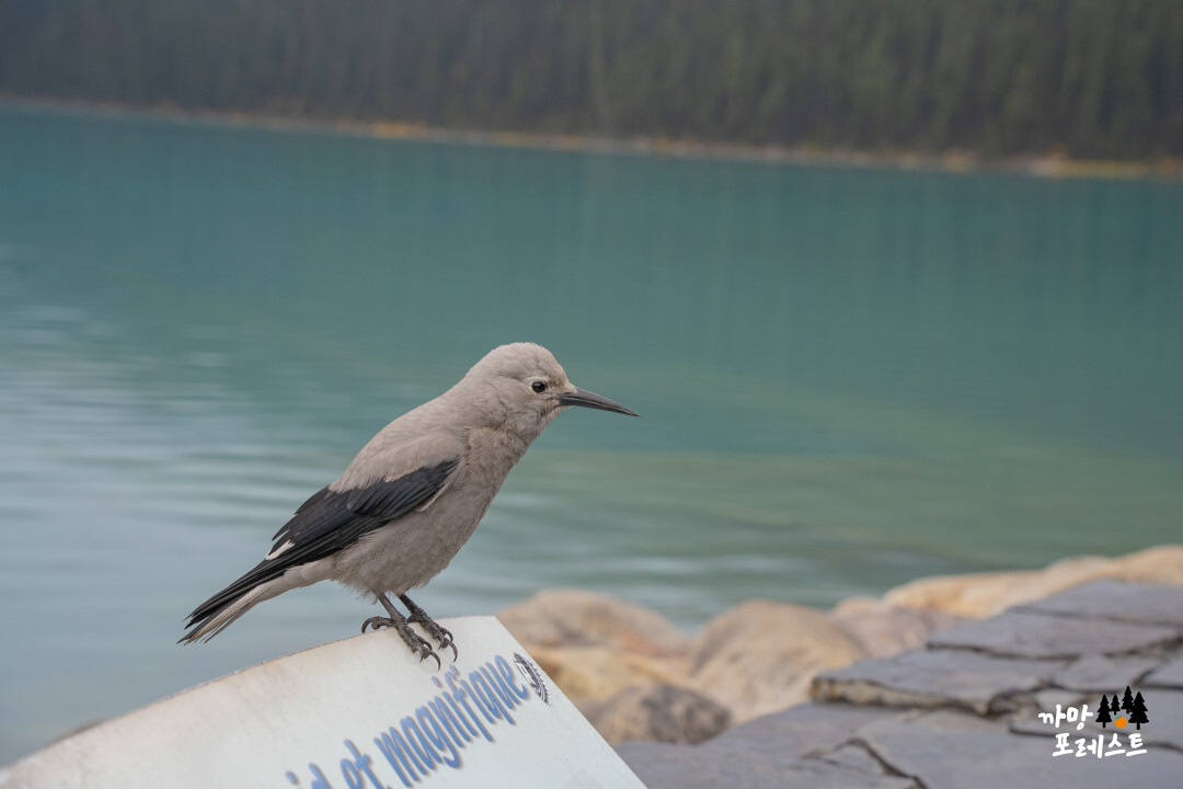 캐나다 레이크 루이스 새