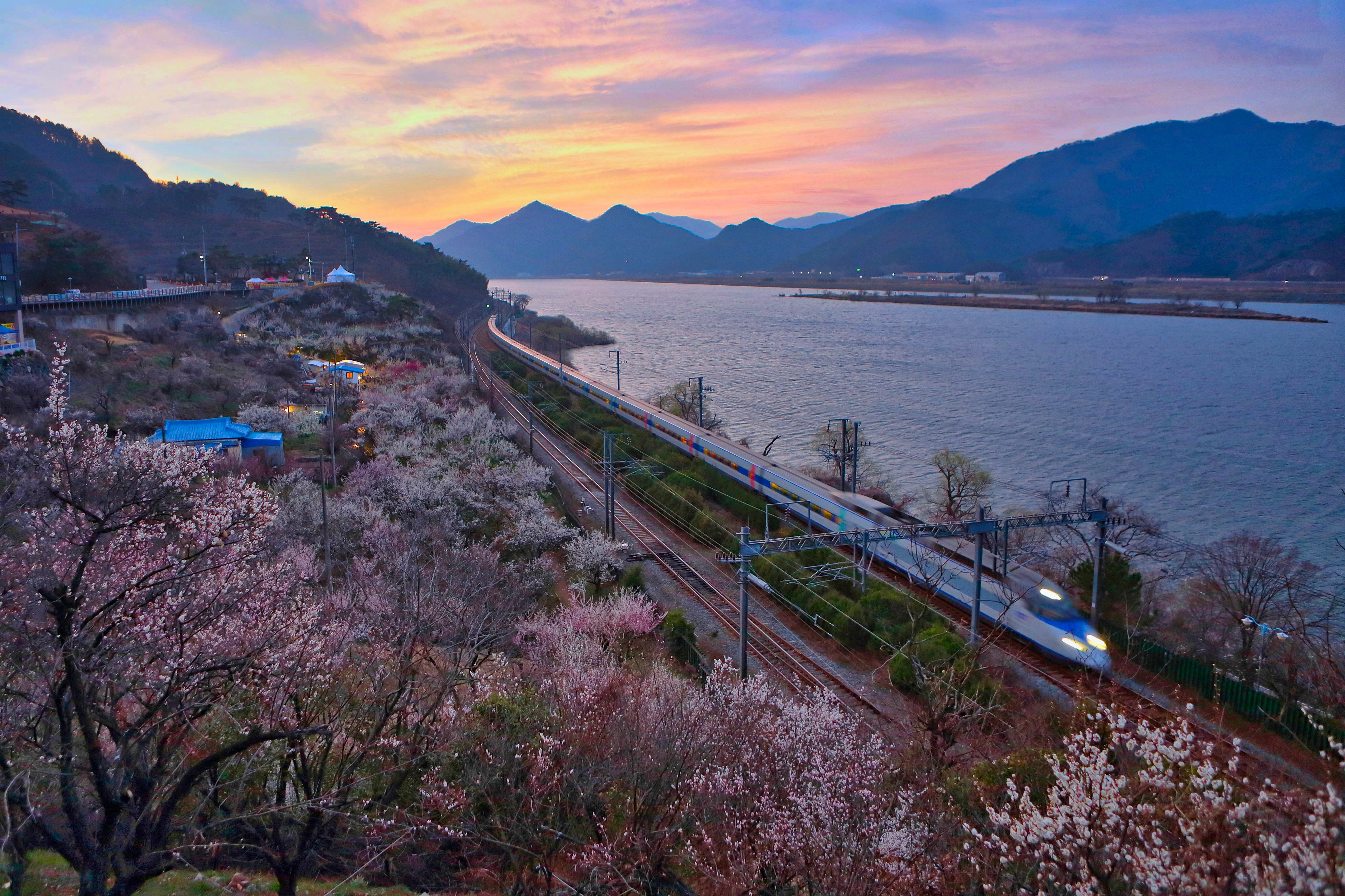 양산-원동-매화축제