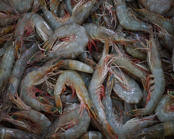 무창포 대하 전어축제_22