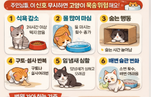 고양이 이상 행동 7가지 (병원 안 가면 위험합니다)