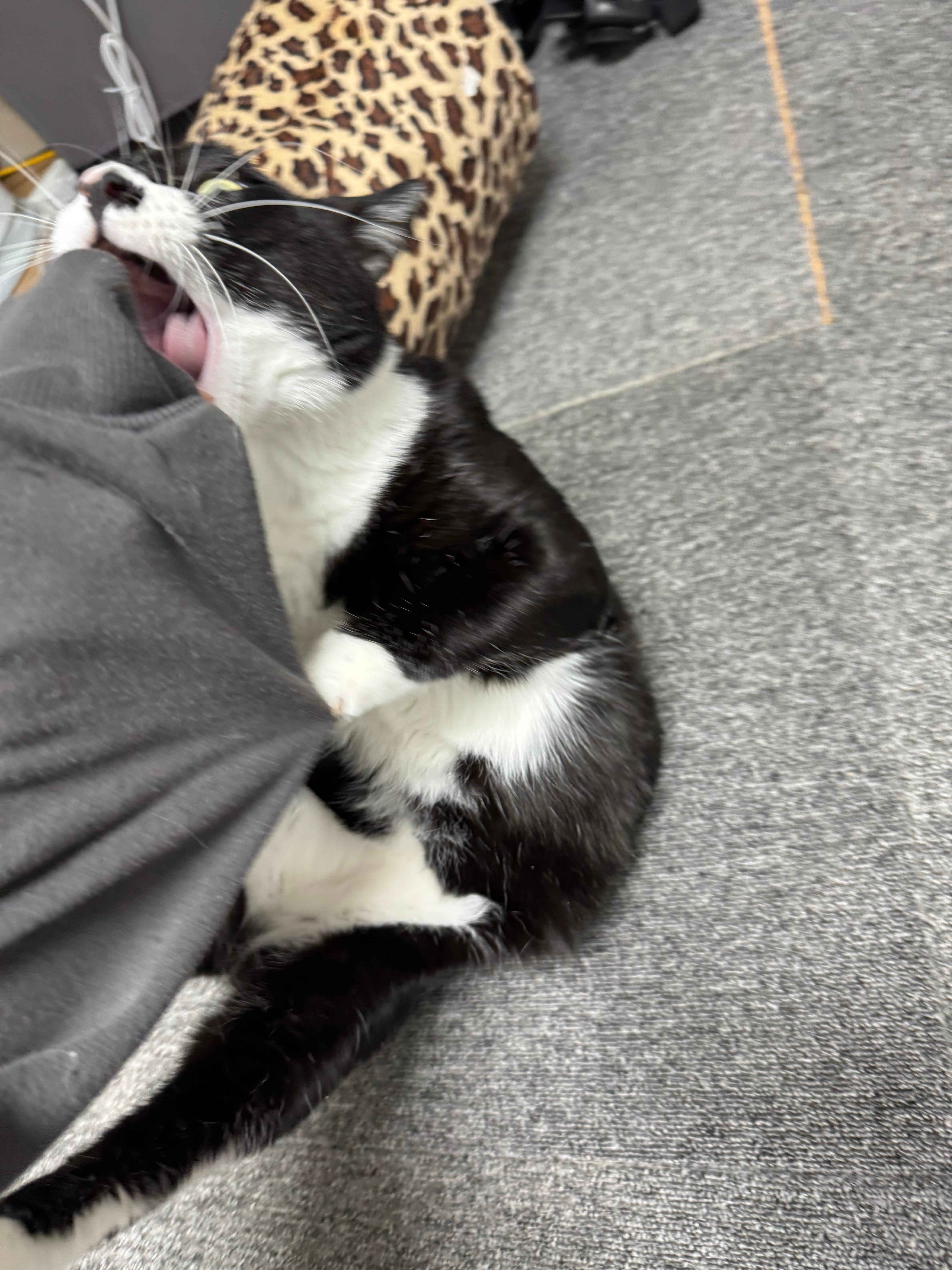 사냥본능이 뛰어나지만 귀여운 고양이 사진