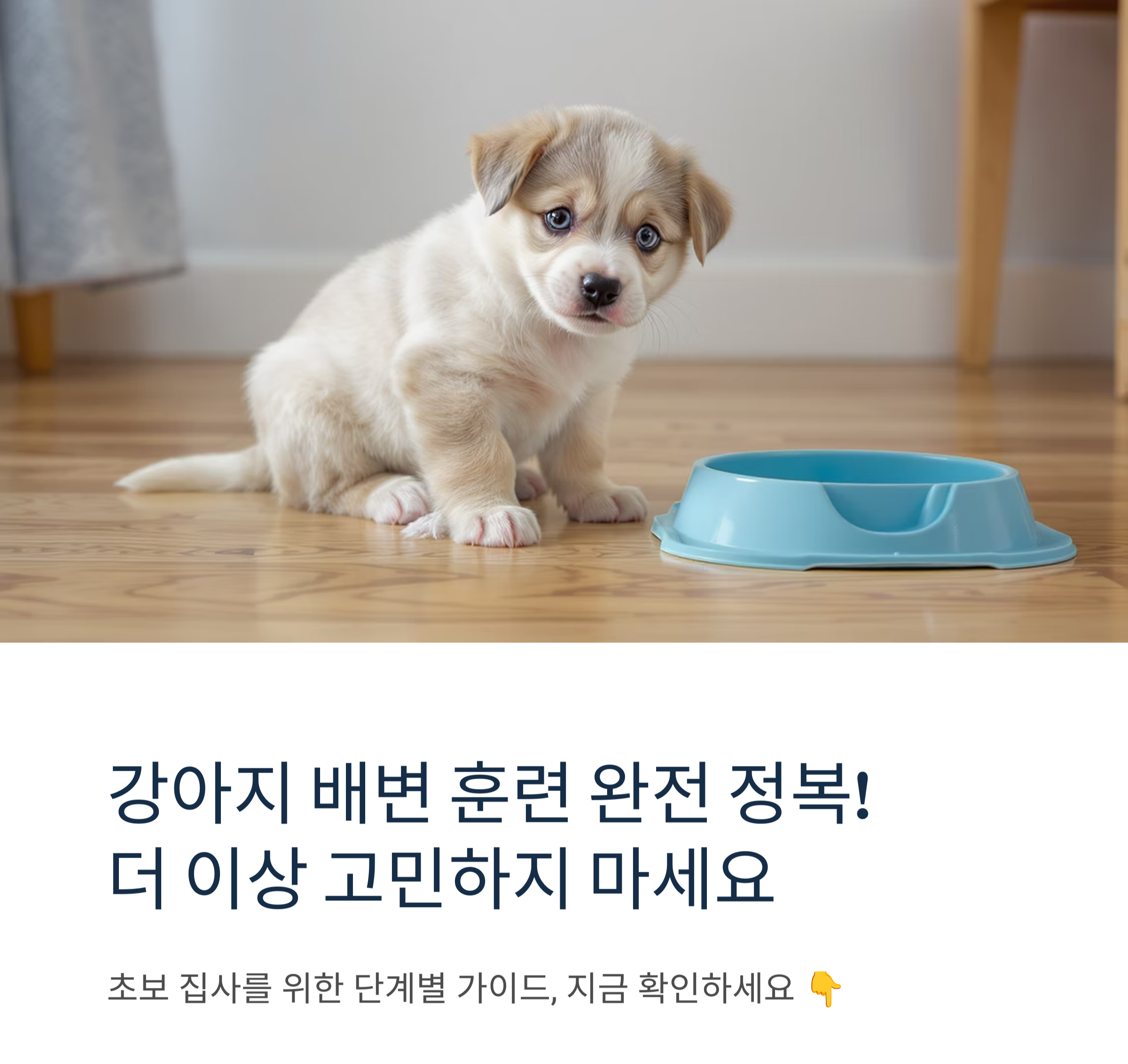 강아지 배변 훈련 완전 정복 가이드, 초보 집사 필독!