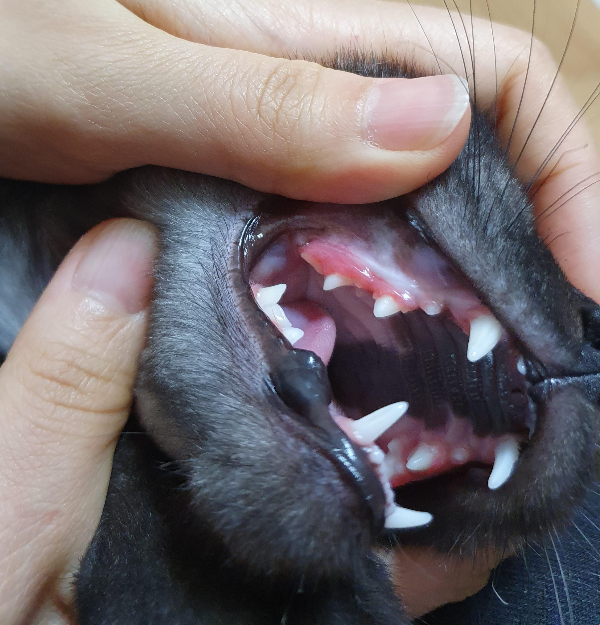 고양이 잇몸