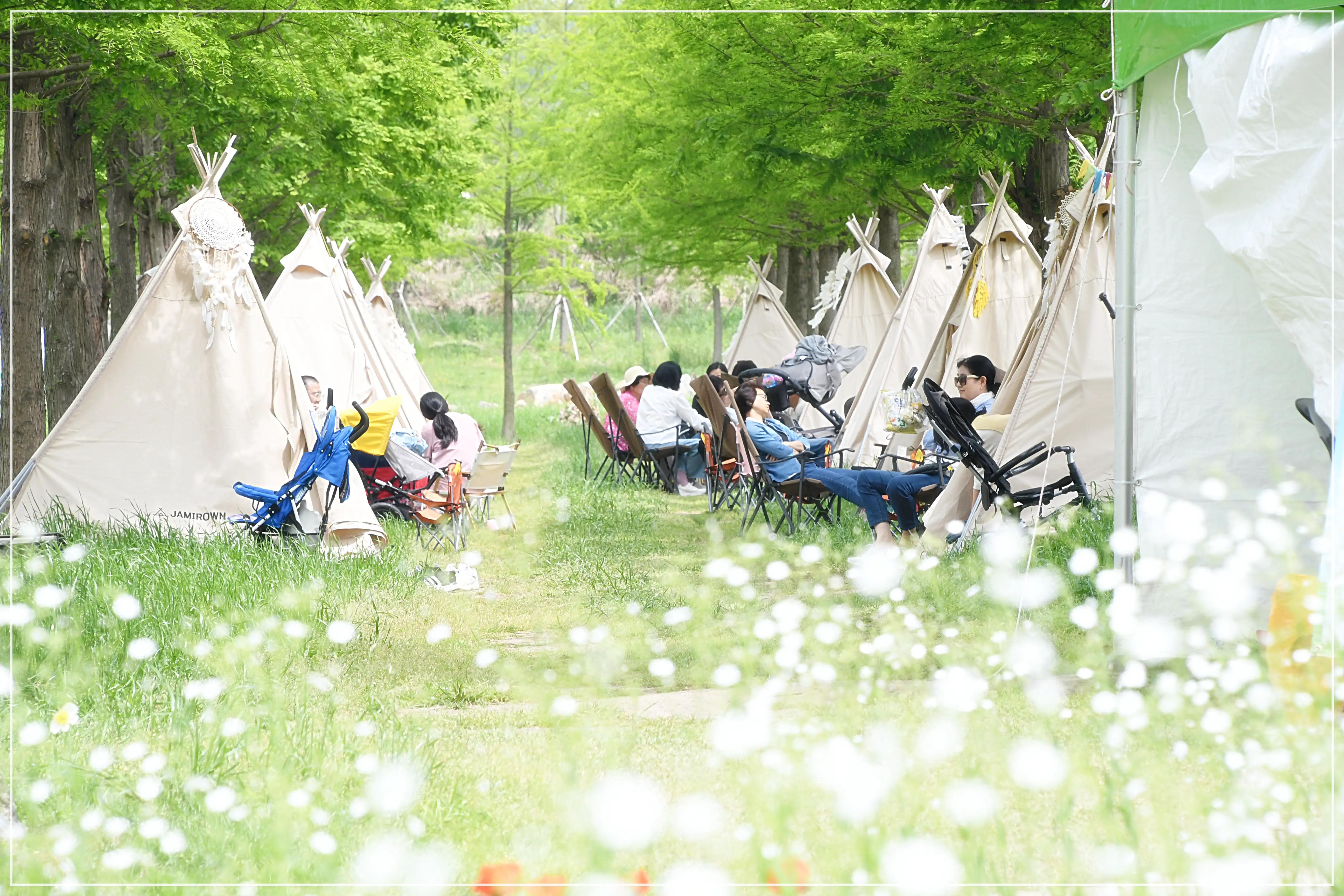 함평나비대축제