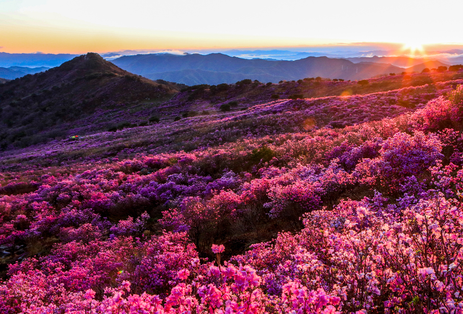 대구 비슬산 사진