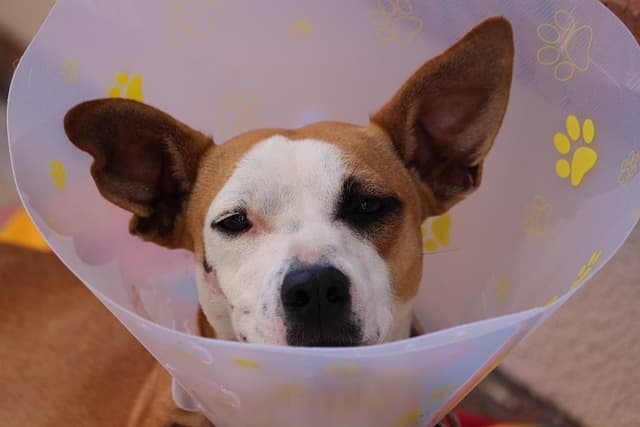 canine atopic dermatitis