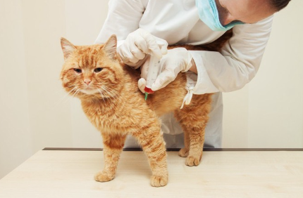 주사를 맞고 있는 고양이.