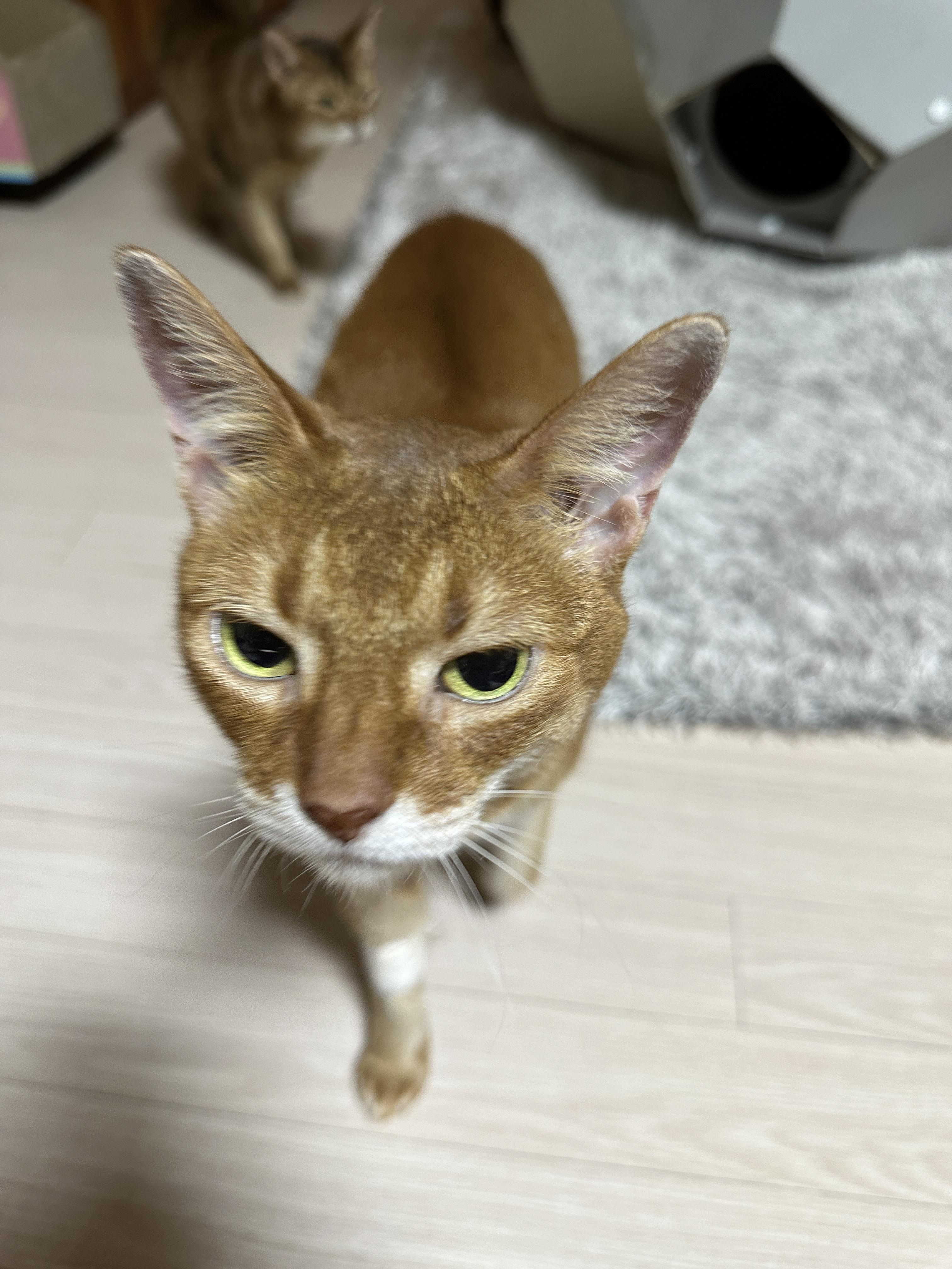 앞발에_지혈_테이프_붙이고_있는_루나