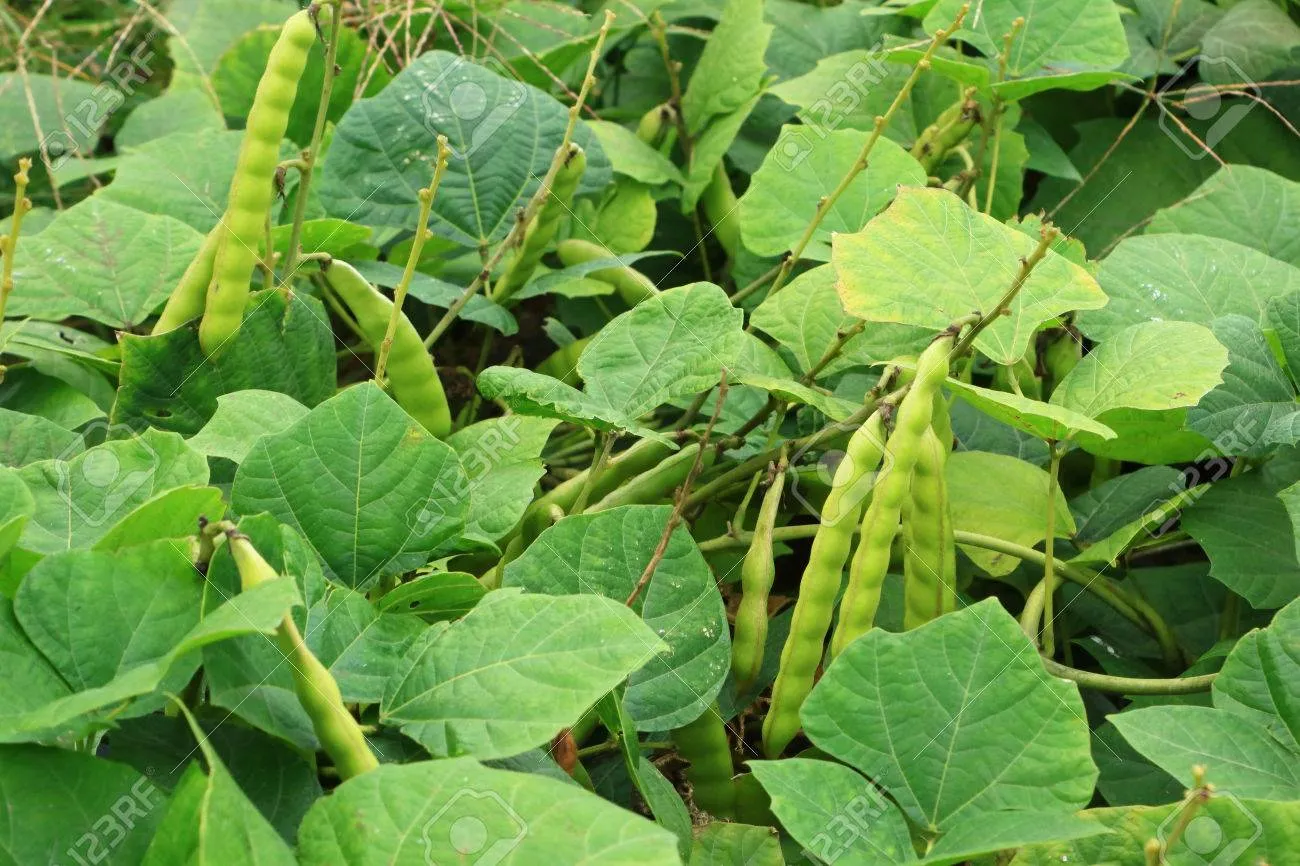 콩 재배 파종 깊이 잡초 억제 멀칭 가뭄 대비_2