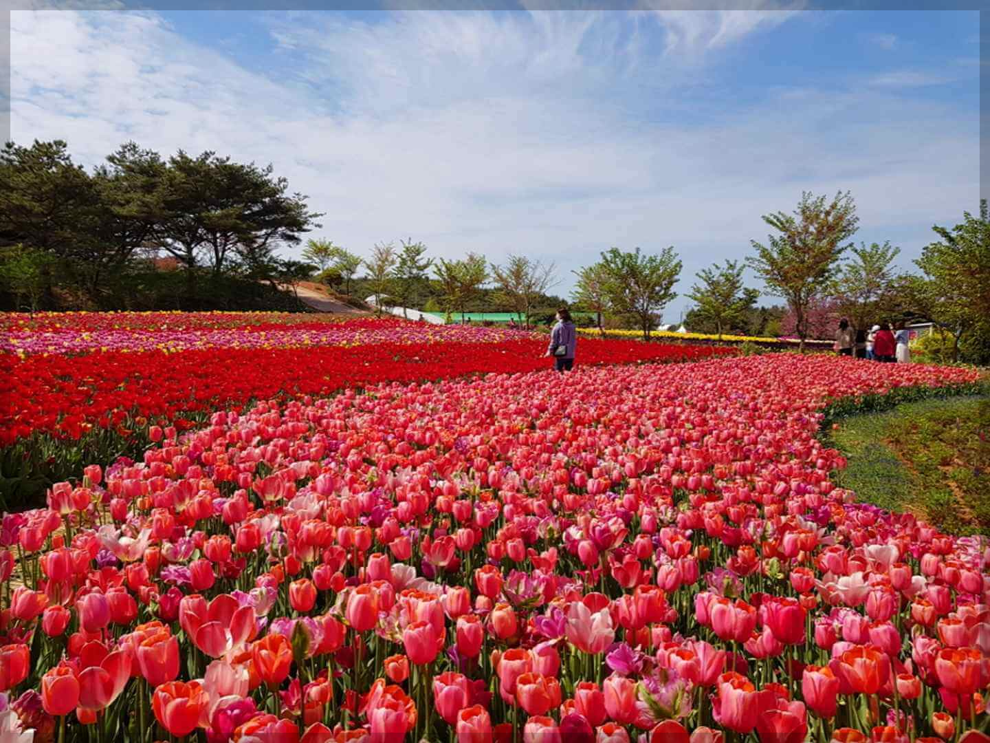 2024 태안 튤립 축제 일정 기간 입장료 할인 주차장