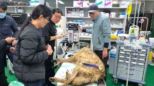 늑구 포획 성공 마취총 생포 건강상태(영상)