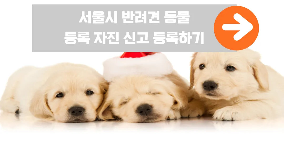 서울시-반려견-동물-등록-자진-신고-등록하기