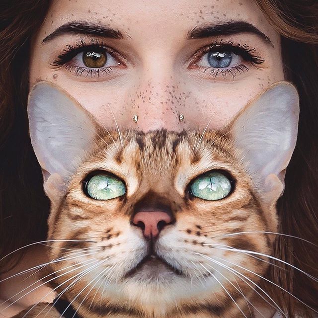 인간과 고양이의 감각 차이