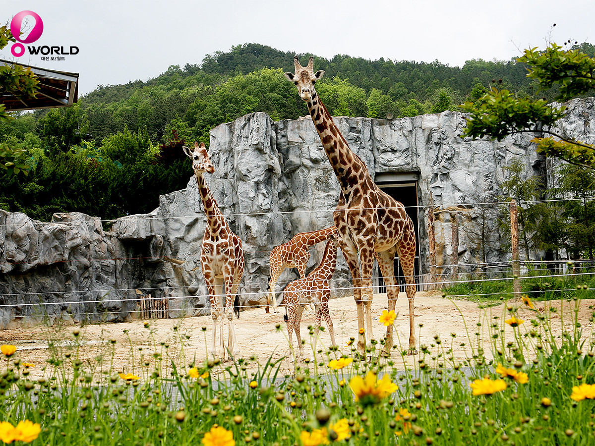 대전 가볼만한 곳
