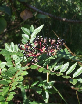 산초나무 열매2