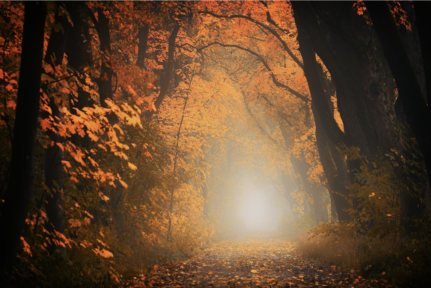 장태산 자연휴양림 단풍시기