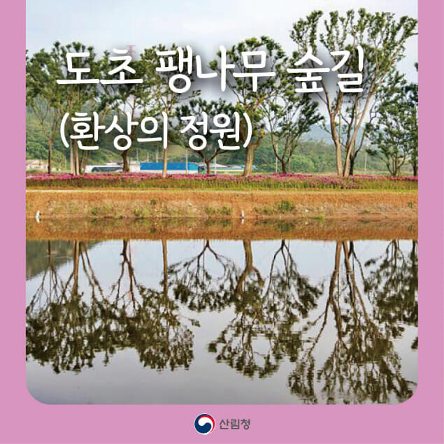 [명품숲길 50선] 전남 신안군 도초 팽나무 숲길(환상의 정원), 드라마 우영우 속 팽나무를 만나다