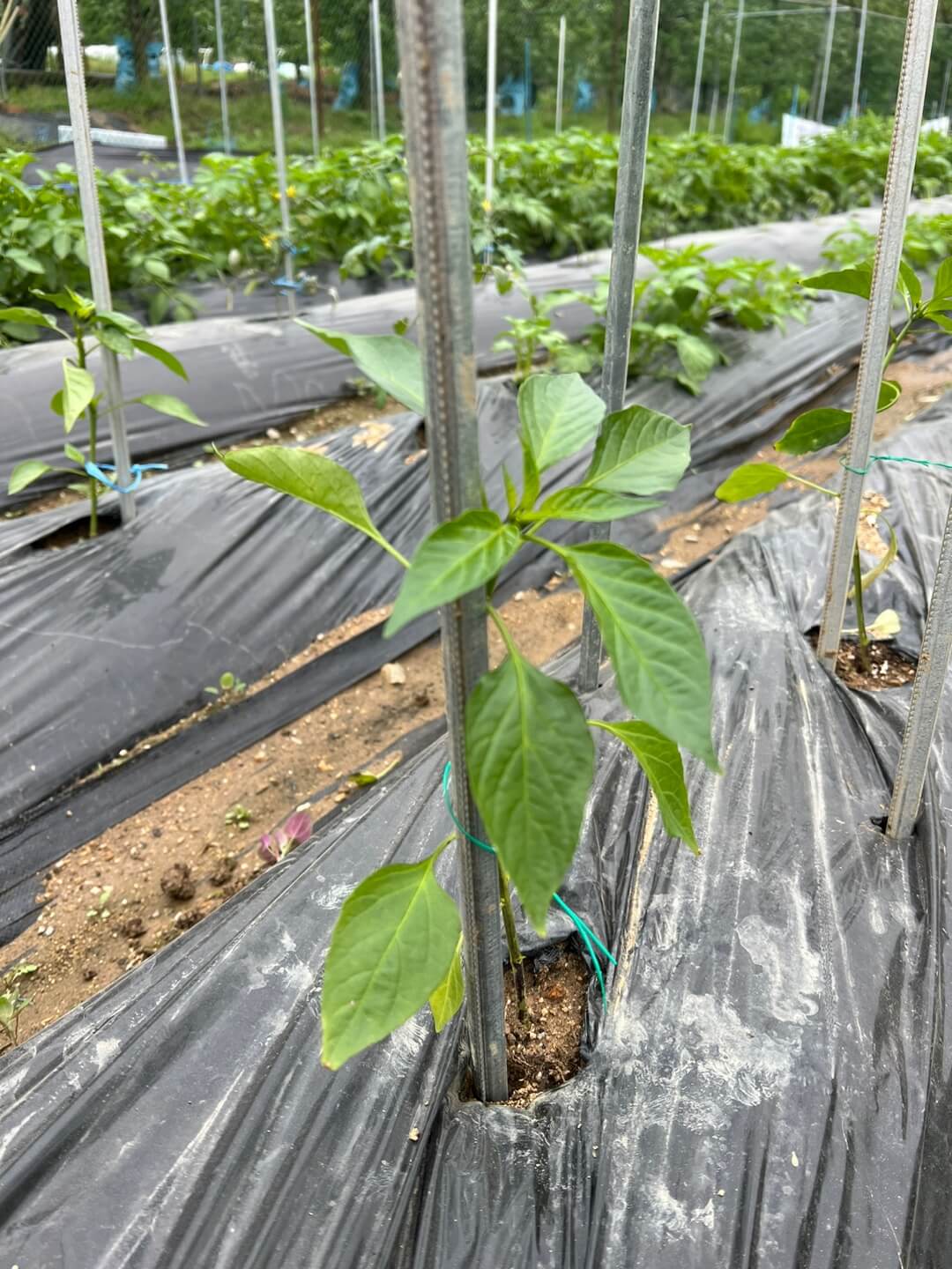 고추 지주대