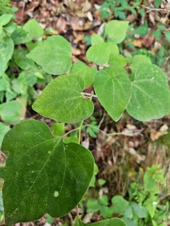 생강나무 꽃 개화시기 모양 특징_14