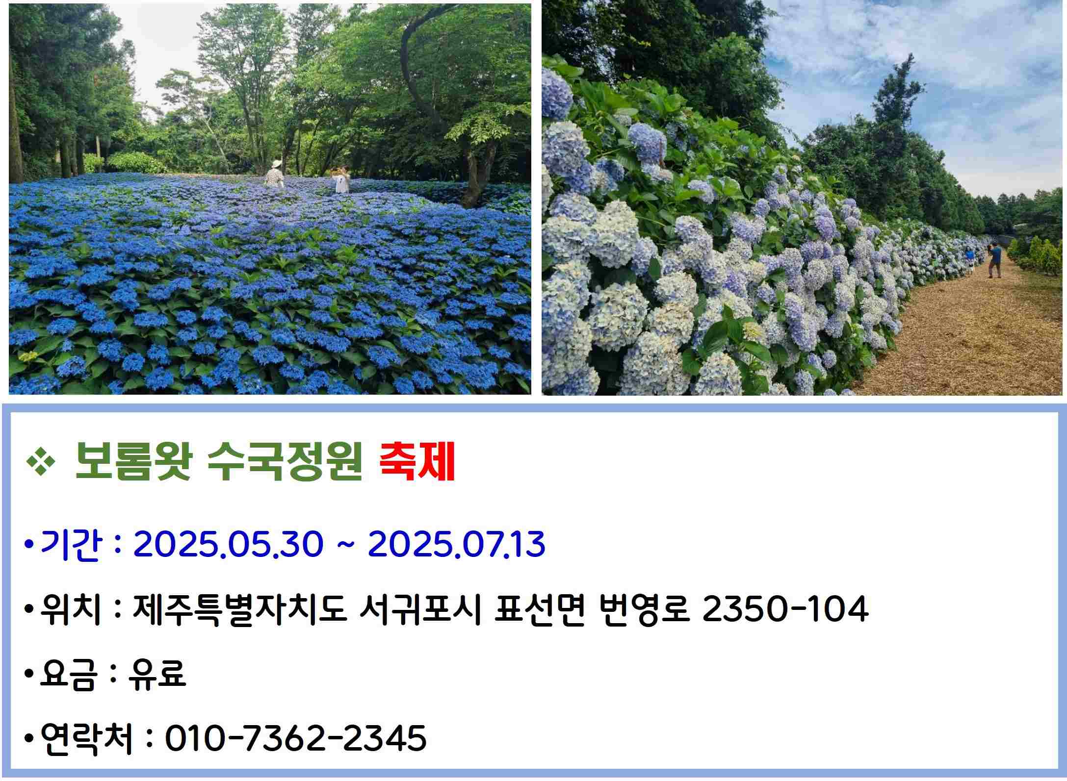 보롬왓 수국정원 축제