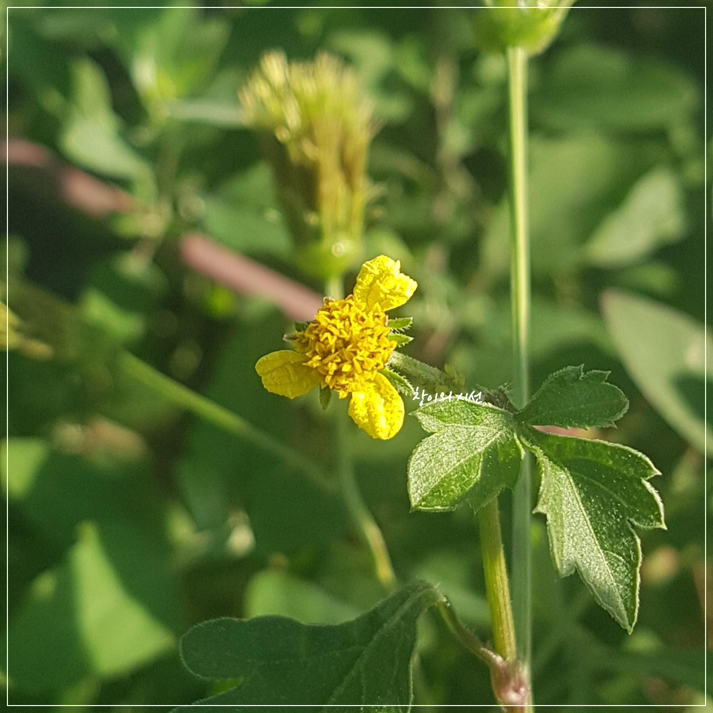 혀모양의 꽃이 있는 도깨비바늘