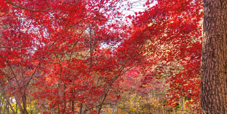 화담숲 절정 단풍