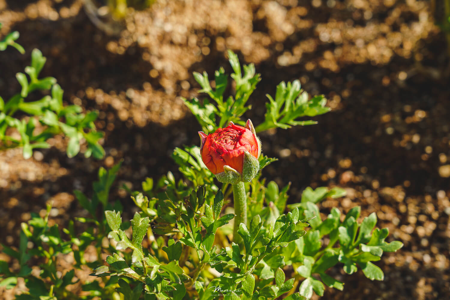 중앙공원 애견운동장