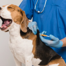 강아지 췌장염 증상