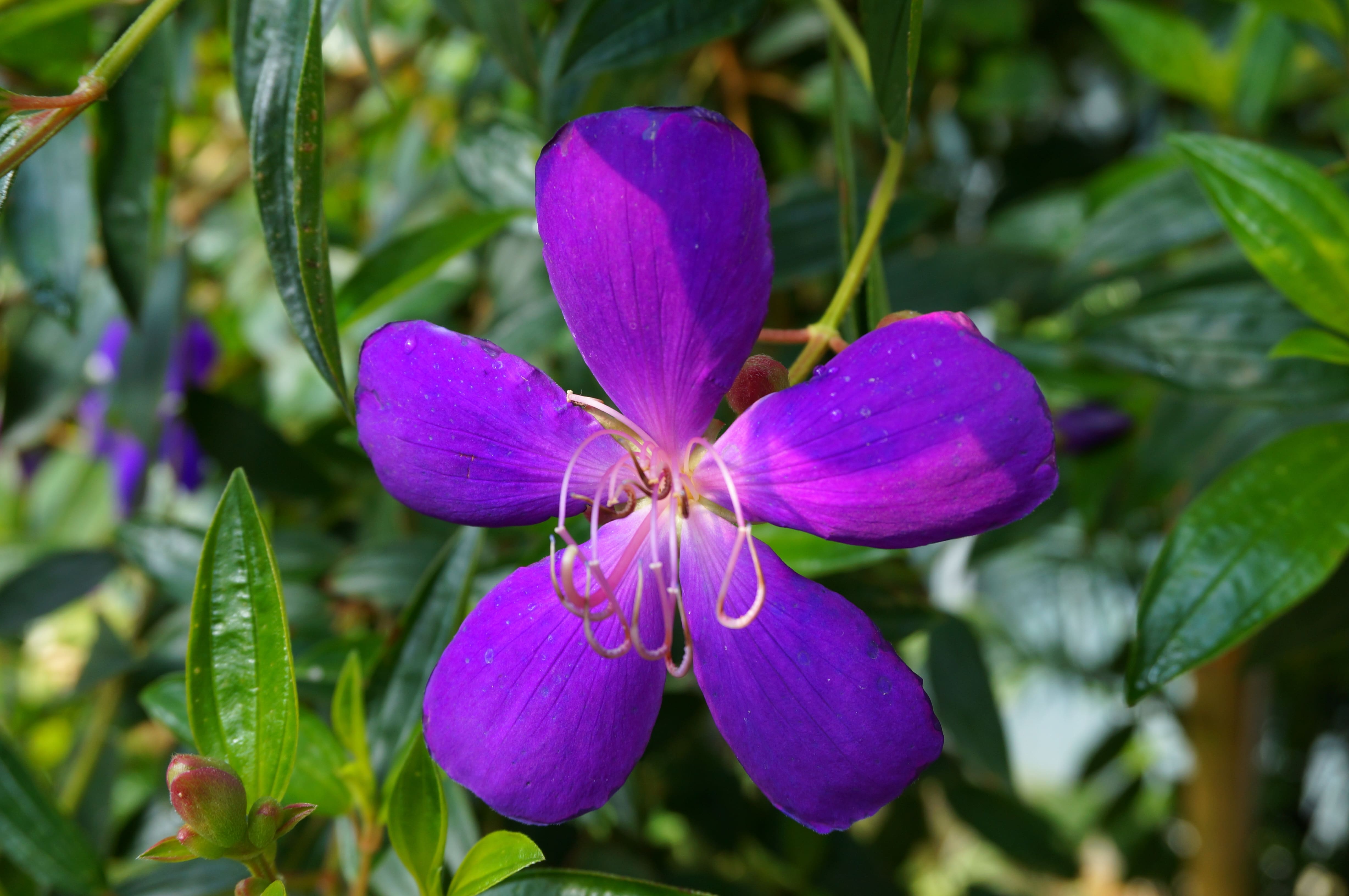 티부키나(Tibouchina)