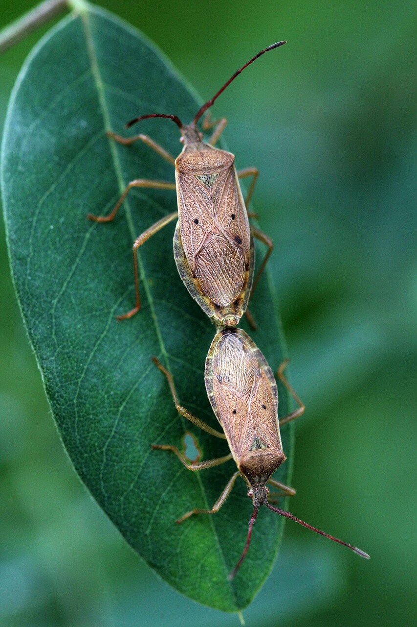 노린재 방제농약