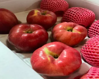 문경 사과축제_10