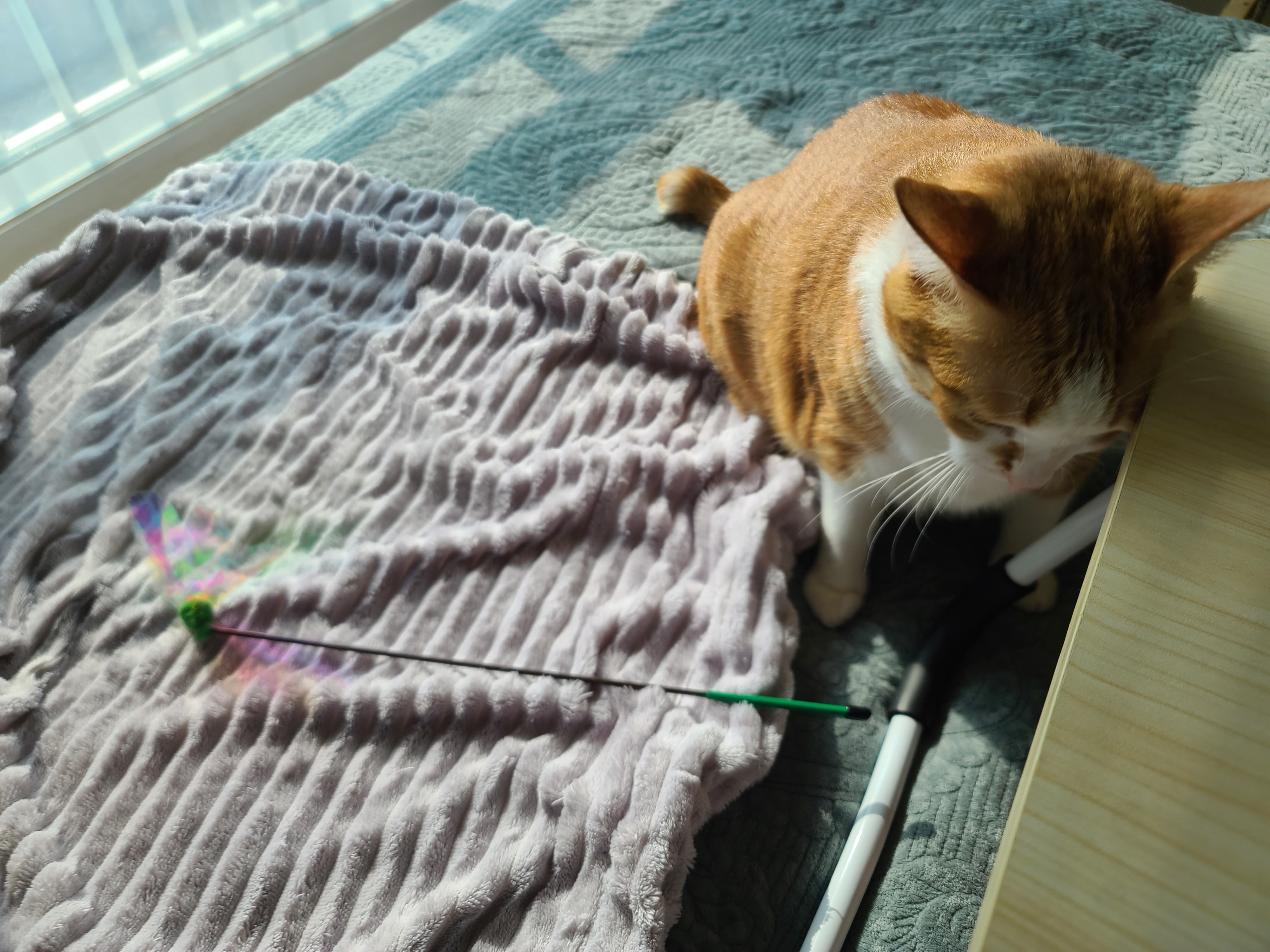 손님 접대하느라 힘들었던 고양이들(feat.체력좋은 호야)