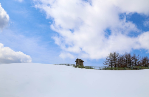 강아지 동반 여행지 추천