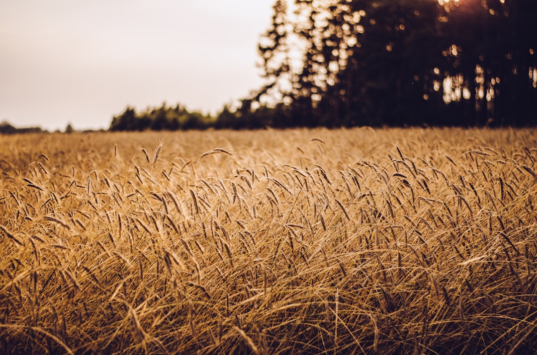 Whole grains