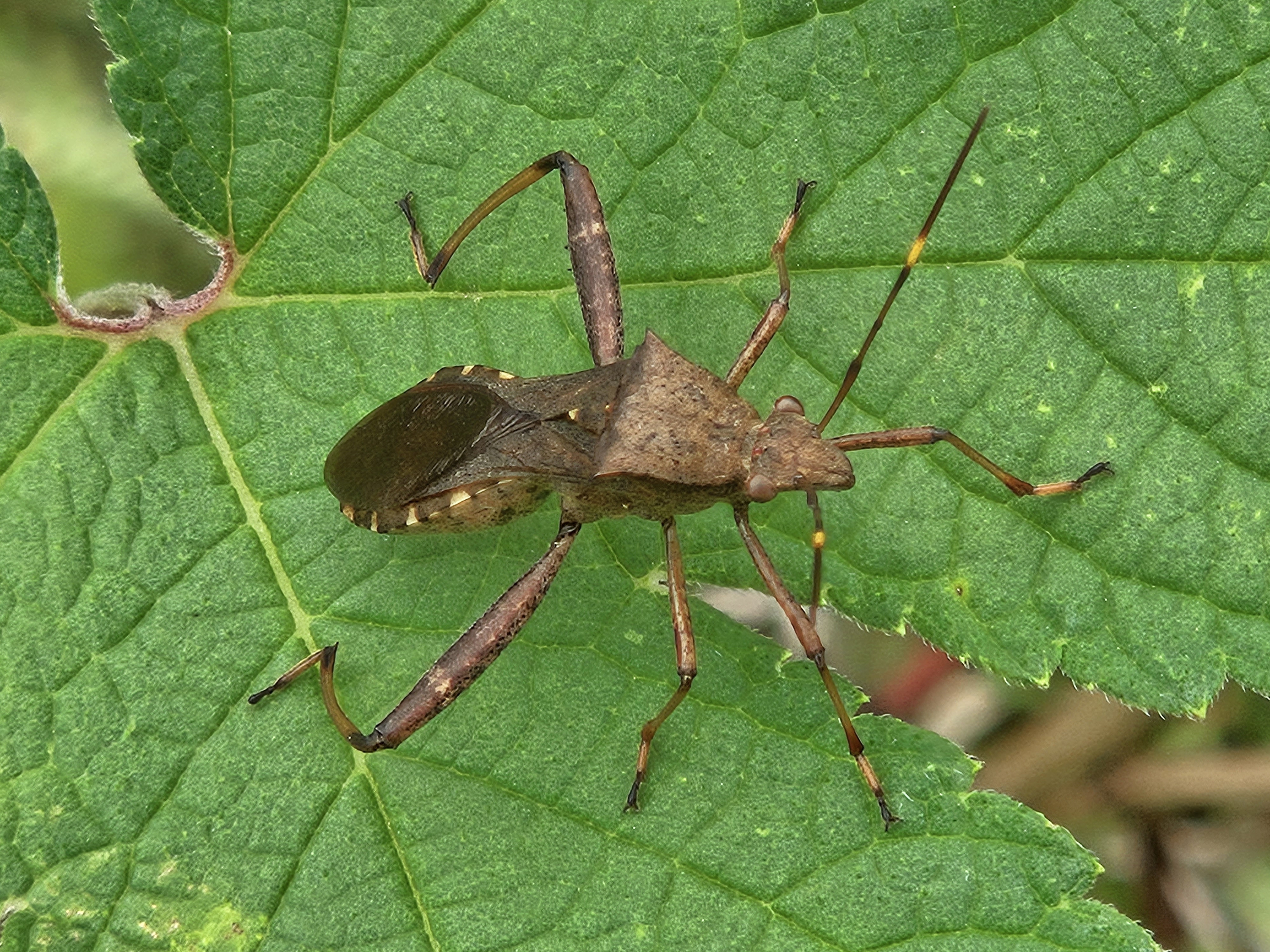 톱다리개미허리노린재