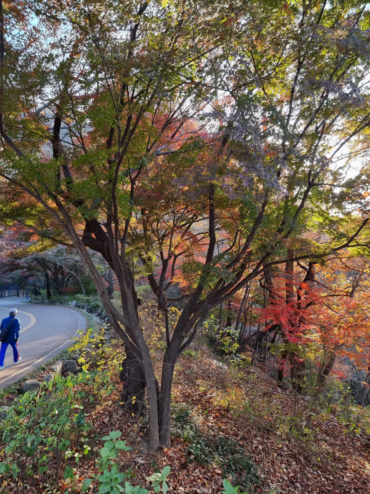 알록달록-단풍-나무