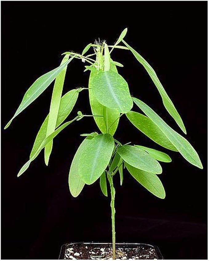 춤추는 식물 댄싱 플랜트