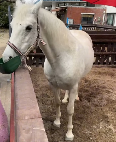 과천 경마공원 잔디광장