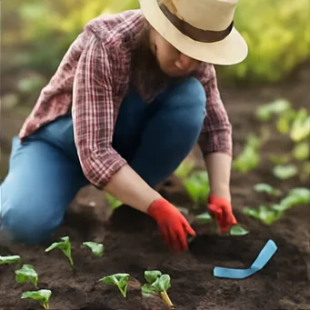 김장배추 심는시기7