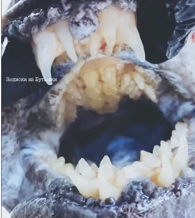 Bizarre fish with a mouth full of human-like TEETH is caught off the coast of Russia